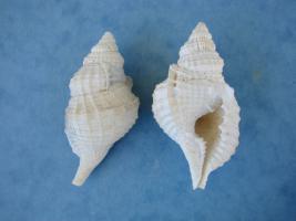 Distorsio Reticulata