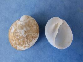 Eunaticina Papilla
