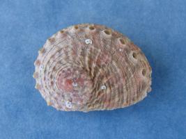 Haliotis Ovina