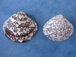 Lioconcha Ornata