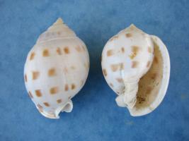 Phalium Bisulcatum