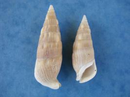 Rhinoclavis Vertagus