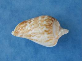 Strombus Marginatus