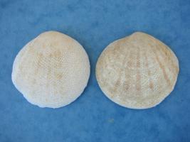Tellina Scobinata