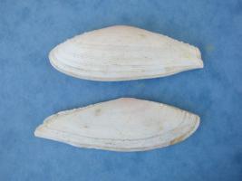 Tellina Spengleri