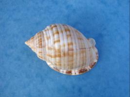 Phalium Granulatum